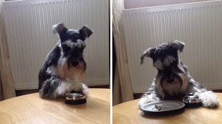 Polite Pooch Rings Bell For Dinner Service [upl. by Jez]