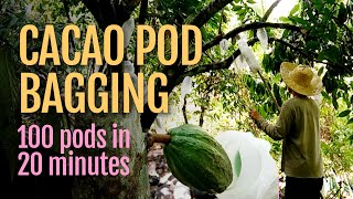 DIY Cacao Pod Bagger 100 Pods in 20 Minutes [upl. by Derriey358]