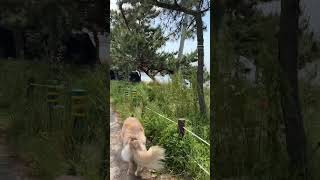 대형견 산책 Vlog  대형견 일상 골든리트리버 천사견 Big Dog Walk  Walk Vlog  Golden Retriever  일상 브이로그  강아지교육 [upl. by Daiz755]