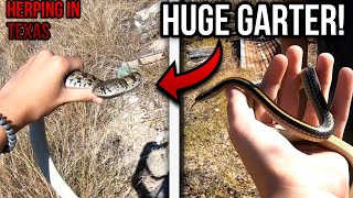 The Biggest Garter Snake Ever Texas Herping In 2024 [upl. by Nesyt677]