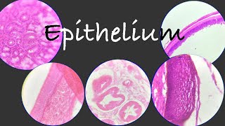 Epithelial tissue explained with histology slides for examination [upl. by Errick]