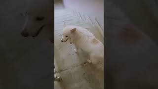 Cute Pomeranian funny shortpomeranian cute funny shorts playing stranger viral doglover pet [upl. by Far871]