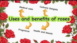 Why roses are amazing Benefits and uses [upl. by Yrbua]