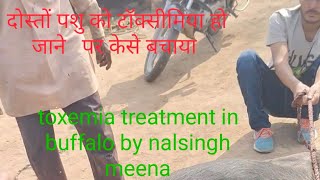 buffalo suffering form toxemiatoxemia treatment in buffaloby nalsingh meena [upl. by Homer118]