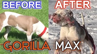 Gorilla Max Before and After Review Supplement for your Bully GAINS [upl. by Naxela]