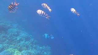 Freediving in Blue Hole [upl. by Hamimej303]