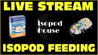 Live Stream  Feeding my Isopods Freeze Dried Tubifex Worms [upl. by Salisbarry]