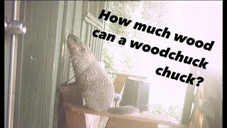 Caught on camera Woodchuck eating Hunting Camp [upl. by Eissej]