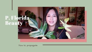 HOW TO grow and propagate your Philodendron Florida Beauty [upl. by Ailbert]