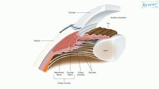 ciliary body [upl. by Indys]