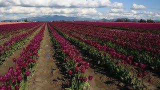 Skagit Valley Tulip Festival  Washington State  Skagit Valley Tulips [upl. by Selena217]