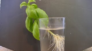 How To Take Plant Cuttings [upl. by Orianna991]