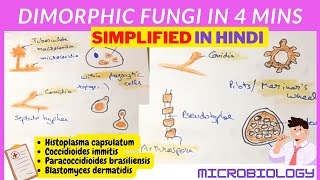 Dimorphic Fungi  Microbiology  Hindi [upl. by Kippie]