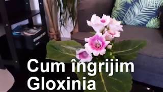 Cum se ingrijeste Gloxinia [upl. by Ainek]