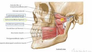 Sphenomandibular ligament [upl. by Ecerahc61]