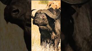 quotBrave Buffalo Defies Lions to Rescue Her Friends  Epic Wildlife Rescuequot [upl. by Aseena]