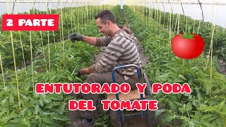 COMO ENTUTORAR Y PODAR LOS TOMATES 🍅 2° PARTE GUIADO Y PODA  Verdura Vital  ECOLÓGICO [upl. by Hgielar]