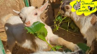 MIAM  Les chevreaux se régalent de feuilles plus grosses que leur tête [upl. by Shela]