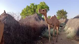 Camel walking Village Homes Gate Ground villagelife fypシ゚viral animals Foryoupage [upl. by Timmie]