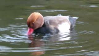 Red Crested Pochard [upl. by Goldi]