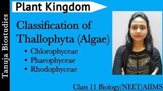 Plant Kingdom  Classification of Thallophyta Algae  Chlorophyceae  Phaeophyceae  Rhodophyceae [upl. by Dutch337]