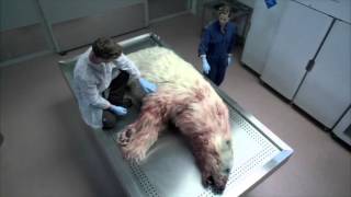 Polar Bear Dissection [upl. by Bausch]