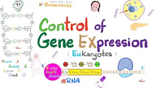 Control of Gene Expression  Transcription Factors Enhancers Promotor Acetylation vs Methylation [upl. by Adyht]