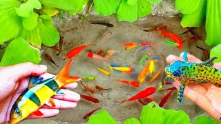 Colorful GoldfishWild Exotic Fish Koi Fish Butterfly Fish inTiny Pond For MyAQUARIUMkoi12 [upl. by Abshier]