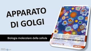 BIOLOGIA APPARATO DEL GOLGI [upl. by Kayne11]