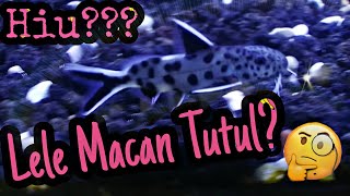 Ikan Synodontis Petricola  Cat Fish  Lele Macan Tutul [upl. by Stieglitz796]