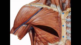 Animation explaining Muscle Splitting Breast Augmentation Technique developed by Mr Umar Khan [upl. by Ardnuaed165]