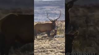 TOP 5 ELK HUNTING KILL SHOTS 1 [upl. by Nyliret]