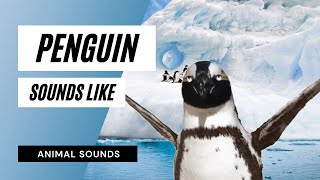 Penguin Sounds Like  penguin sounds like  what does a penguin sound like [upl. by Lenaj84]