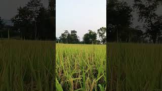 Keri Keri suna duba lo sajani🛕🛕🛕odia Bhajan [upl. by Nive]