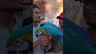 Macaw 10 month 2 5 Lakh [upl. by Oinotnaesoj]