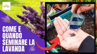 Lavanda  Come E Quando SEMINARE LA LAVANDA [upl. by Githens]