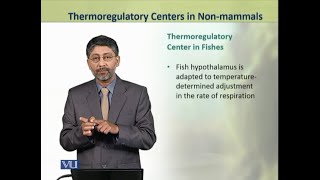 Thermoregulatory Centers  Animal Physiology and Behavior Theory  ZOO502TTopic232 [upl. by Urbai744]