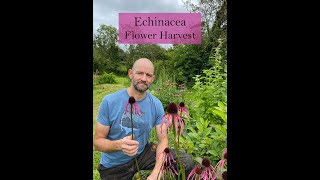 Harvesting Echinacea pallida angustifolia and purpurea for medicine making [upl. by Omari]