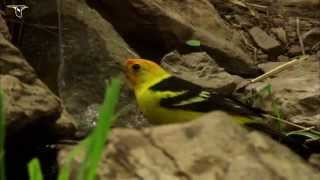 Western Tanager [upl. by Hnilym136]