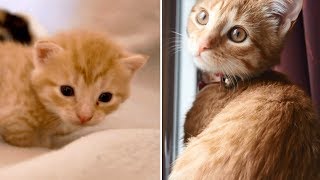 Kitten grows up from 1 WEEK to 14 WEEKS  Kitten Miyu Diary [upl. by Annmaria228]