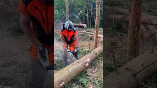 chainsaw  sawing trees 32 [upl. by Bertina]