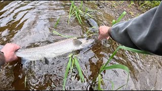 Amazing First Fish on my 10ft 3wt Fly Rod [upl. by Eyaj]