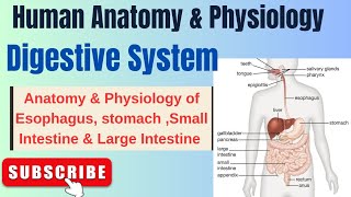 Anatomy amp Physiology of Esophagus StomachSmallampLarge Intestine IDigestive SystemIHAPI L3pharmacy [upl. by Nirro]