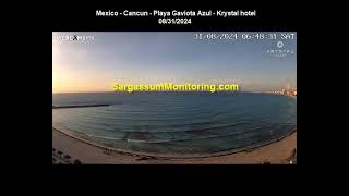 2024 Sargassum Monitoring® Official  Mexico  Cancun [upl. by Wilkison]