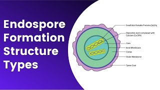 Endospore Formation Germination Structure Resistance Mechanism [upl. by Nagle]