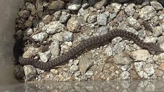 Víbora aspid Vipera aspis La serpiente más venenosa de España GONZALO [upl. by Isabelle]