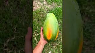 पपीता papaya fruit shortvideo harvesting ytshorts horticulture facts [upl. by Carlene]