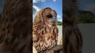 CHATTY TAWNY OWL shorts tawnyowl [upl. by Auehsoj]