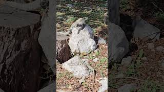 Wild Mexican spinytailed iguana pair Playa del Carmen Mexico tropical Caribbean park lizard life [upl. by Lightman]