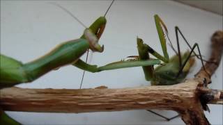 How the female praying mantis eats the male mantis [upl. by Itnavart]